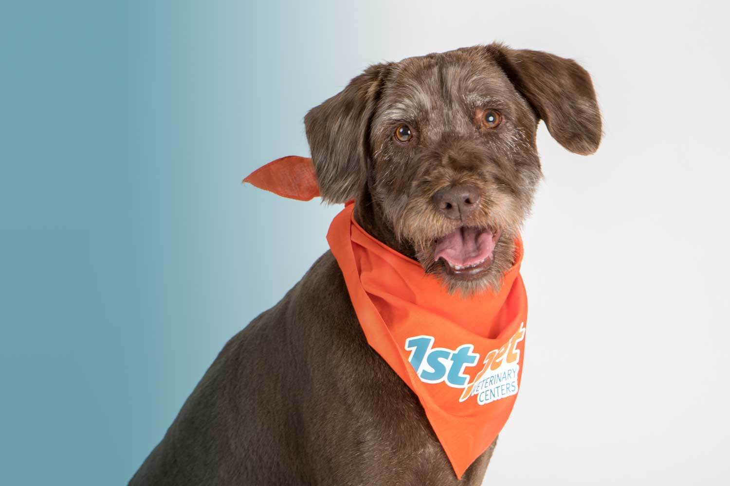 1st Pet Vet: Blood Bank Donor Heroes