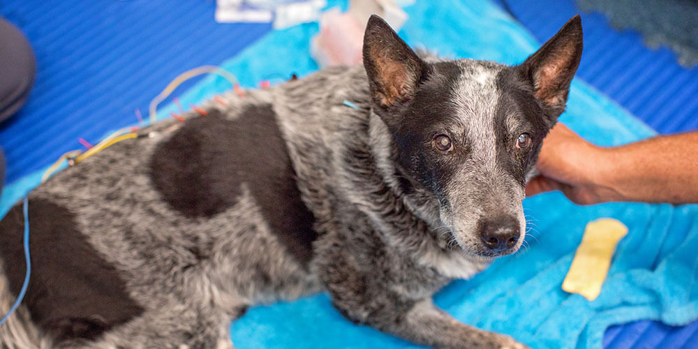 A veterinary acupuncture session in Chandler, AZ
