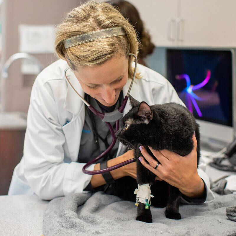 Blood Bank, Donor Requirements: 1st Pet Veterinary Centers
