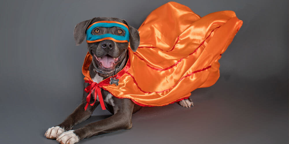 Blood Bank Hero: 1st Pet Veterinary Centers