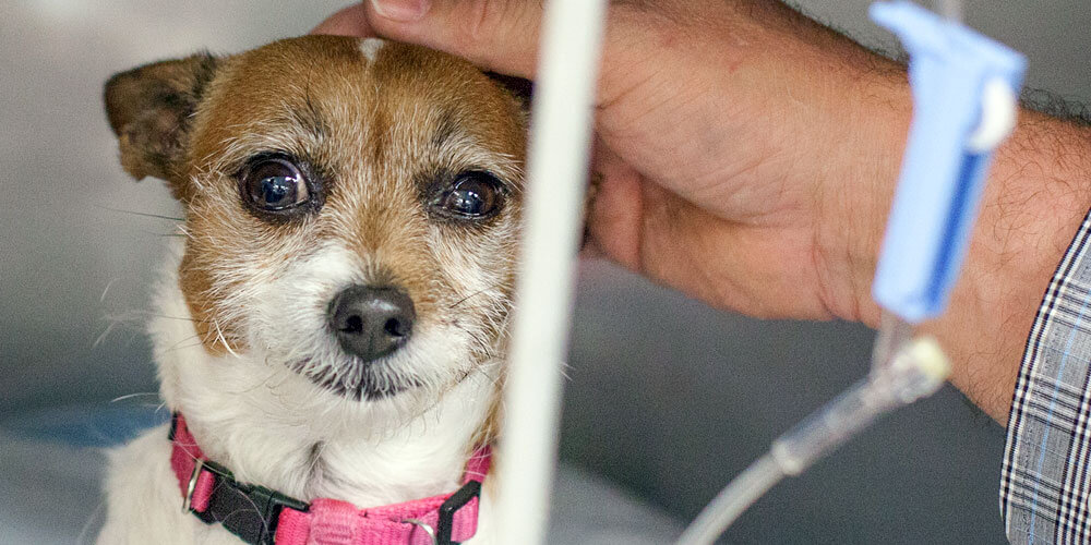 Critical Care/ICU: 1st Pet Veterinary Centers