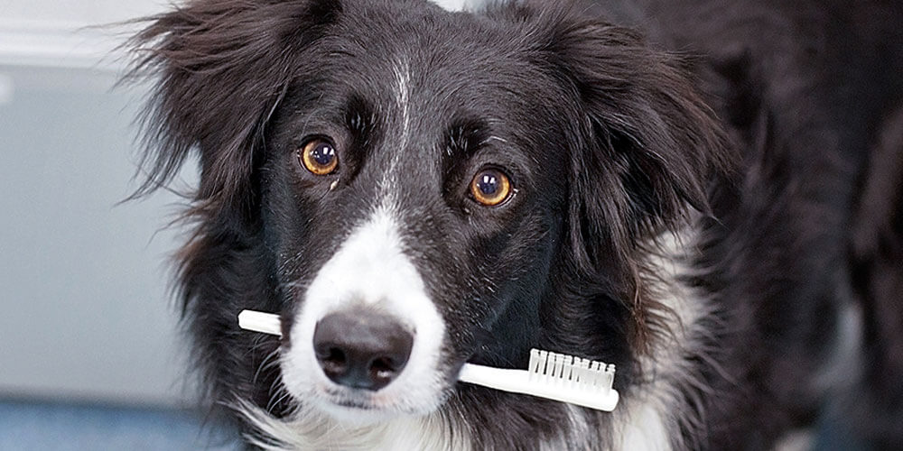 Dentist
