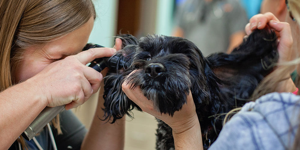 Ear Infections