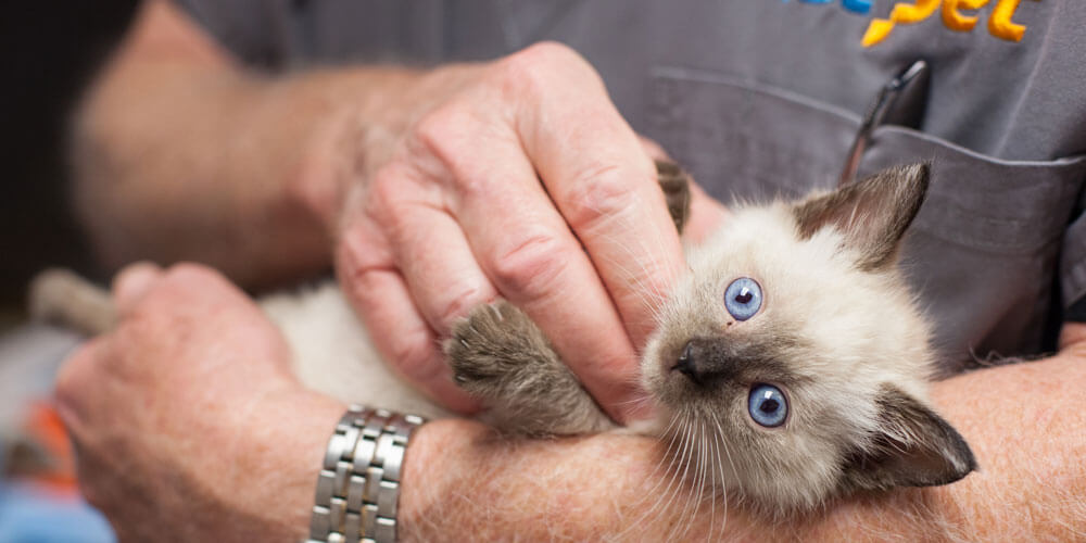 Kitten Care