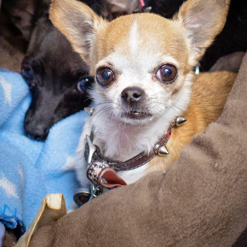 1st Pet Vet Patients-03