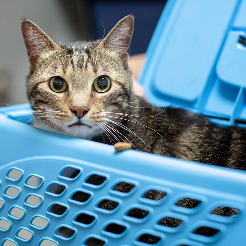 1st Pet Vet Patients-04
