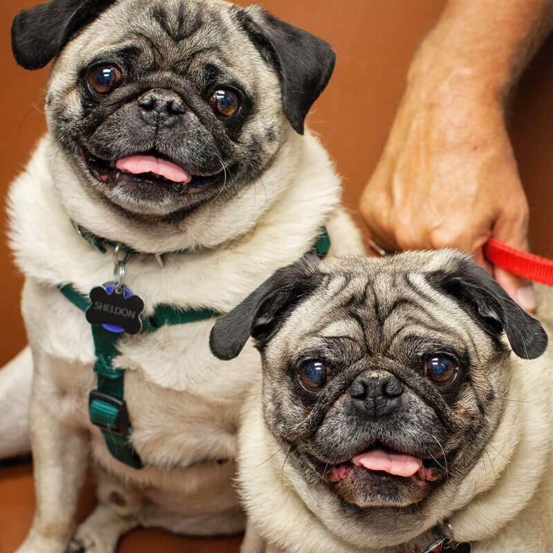 1st Pet Vet Patients-05