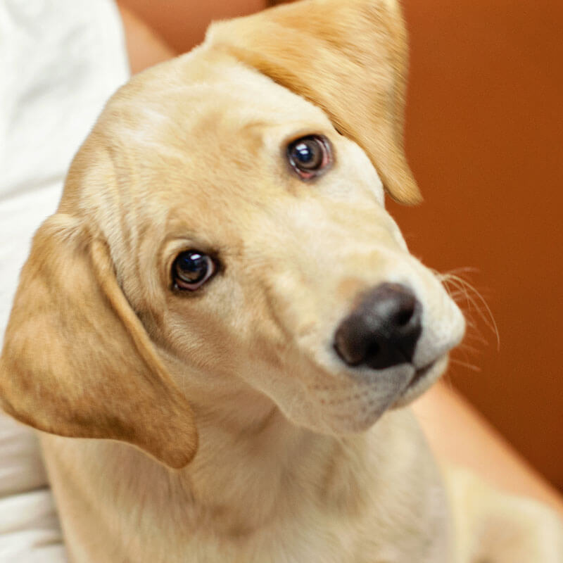 1st Pet Vet Patients-06
