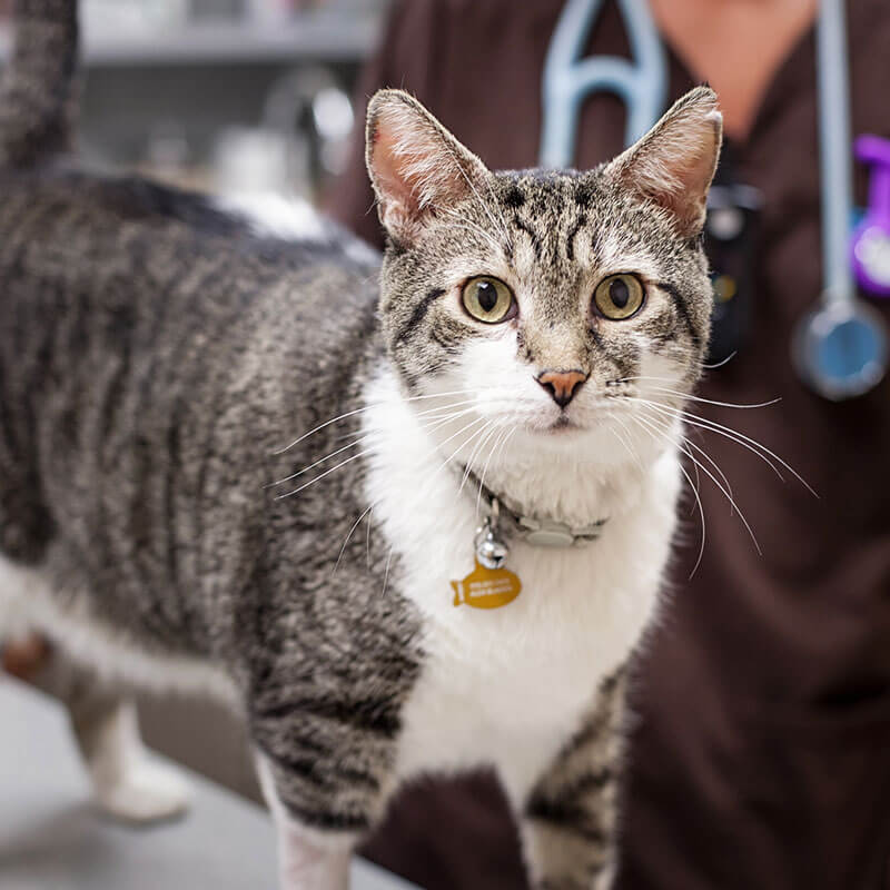 1st Pet Vet Patients-07