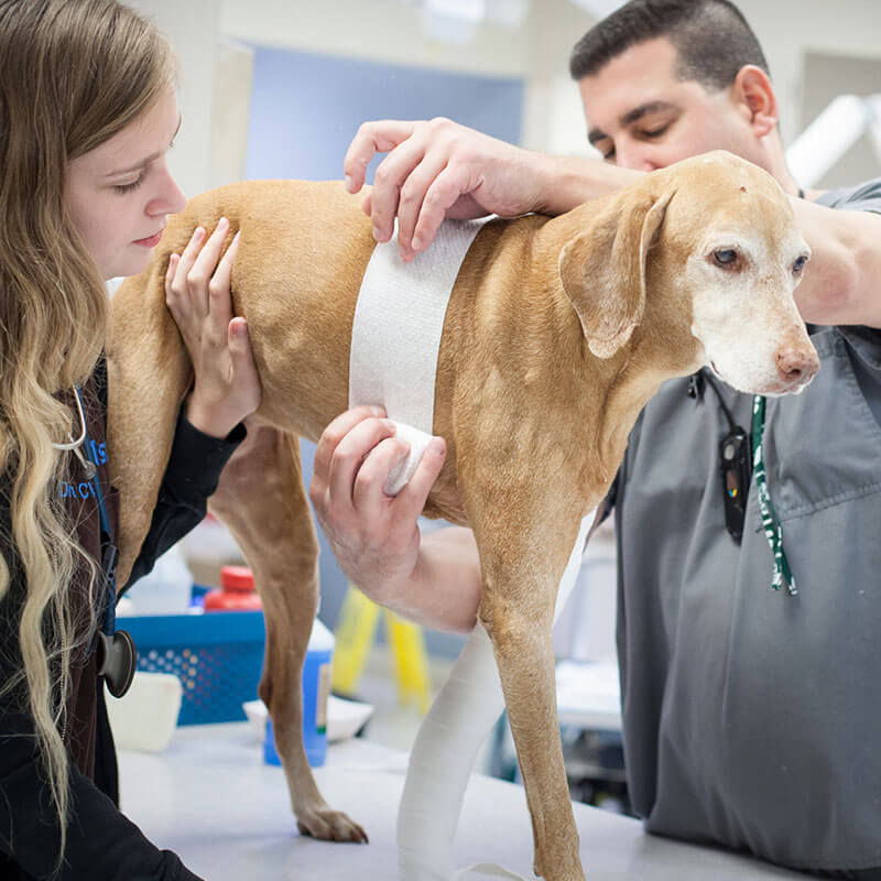 1st Pet Vet Patients-08