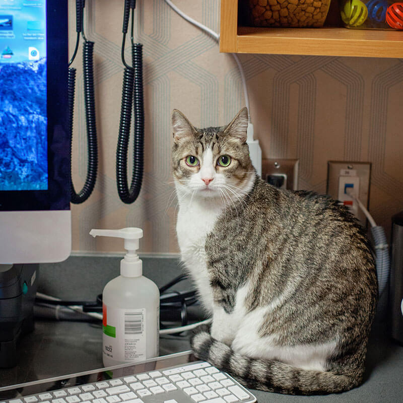 A cat ready for our cat vaccines in Mesa, AZ