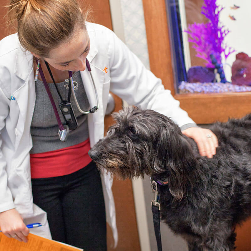 1st Pet Vet Patients-19