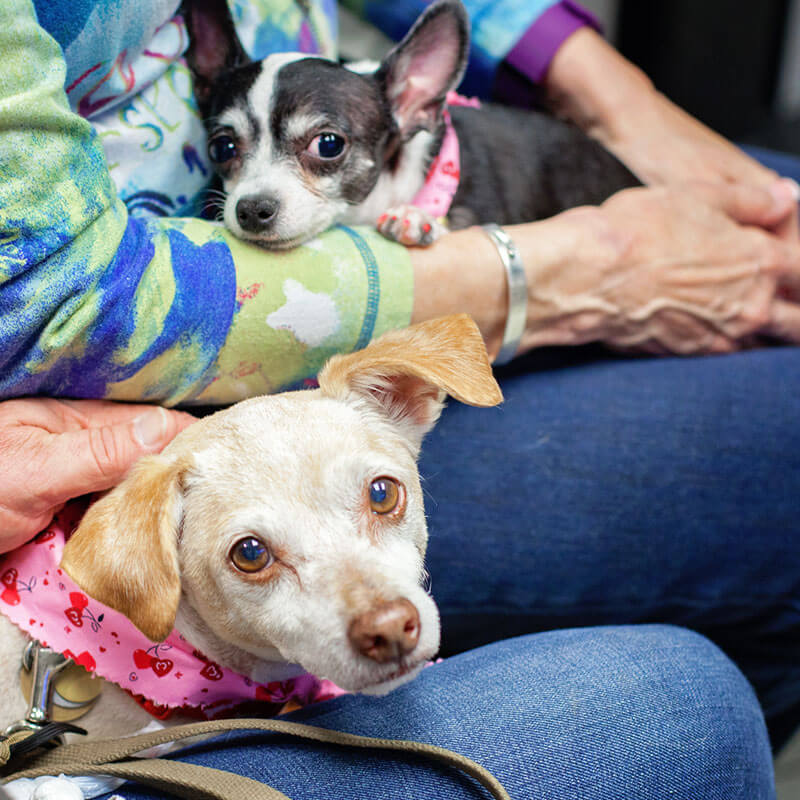 1st Pet Vet Patients-20