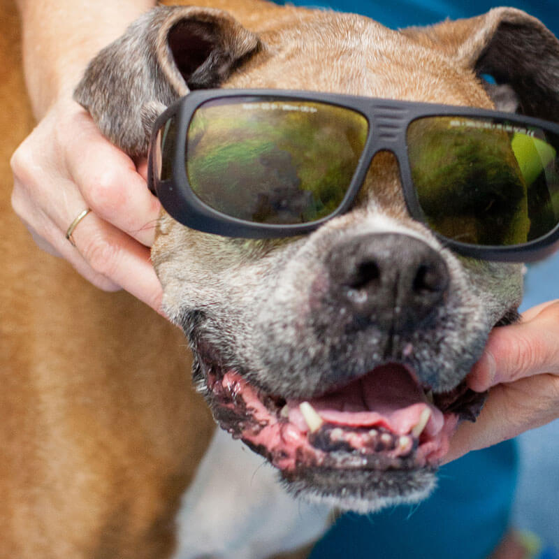 1st Pet Vet Patients-22