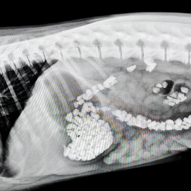 1st Pet Vet Patients-23