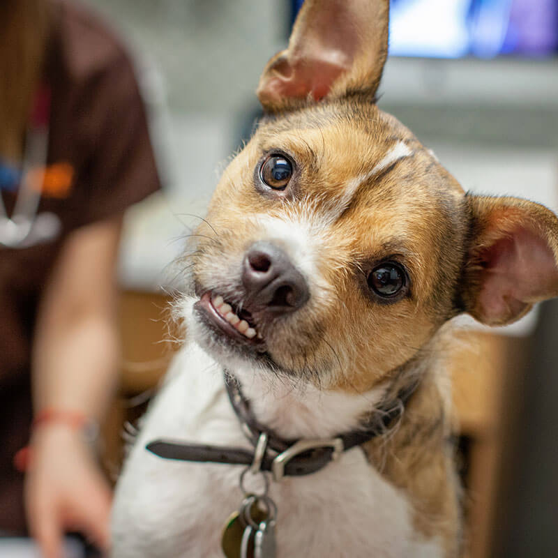 1st Pet Vet Patients-24