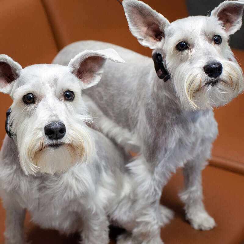 1st Pet Vet Patients-25