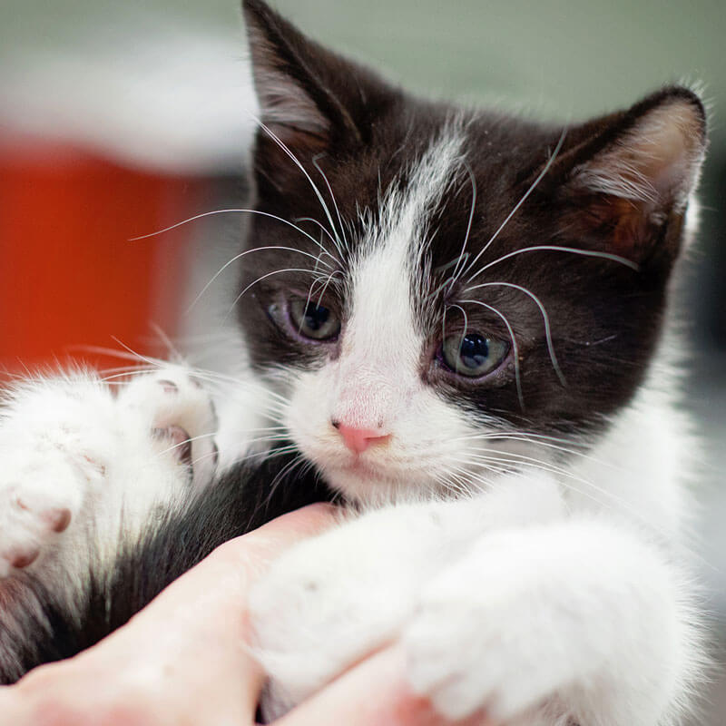 1st Pet Vet Patients-29