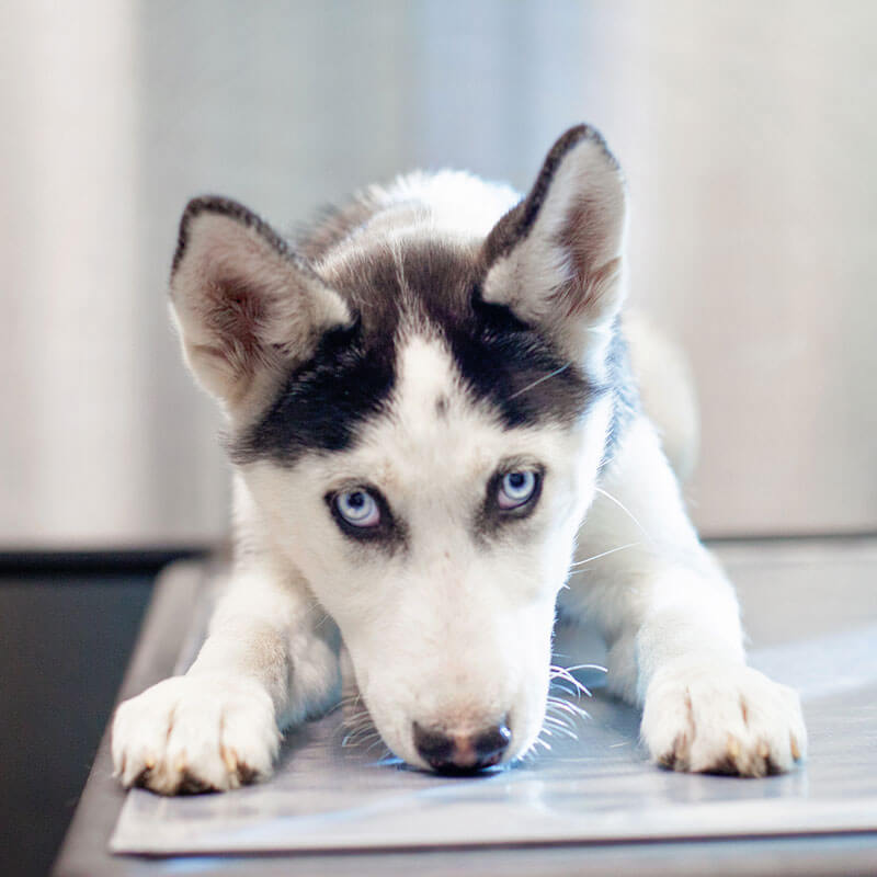1st Pet Vet Patients-31