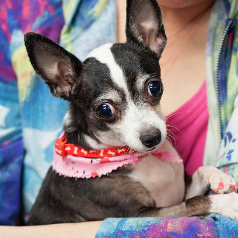 1st Pet Vet Patients-32