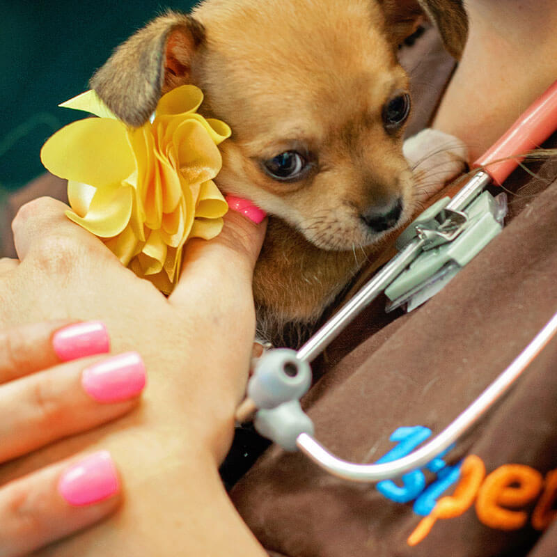 1st Pet Vet Patients-37