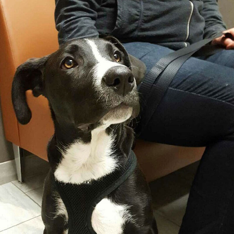 1st Pet Vet Patients-38