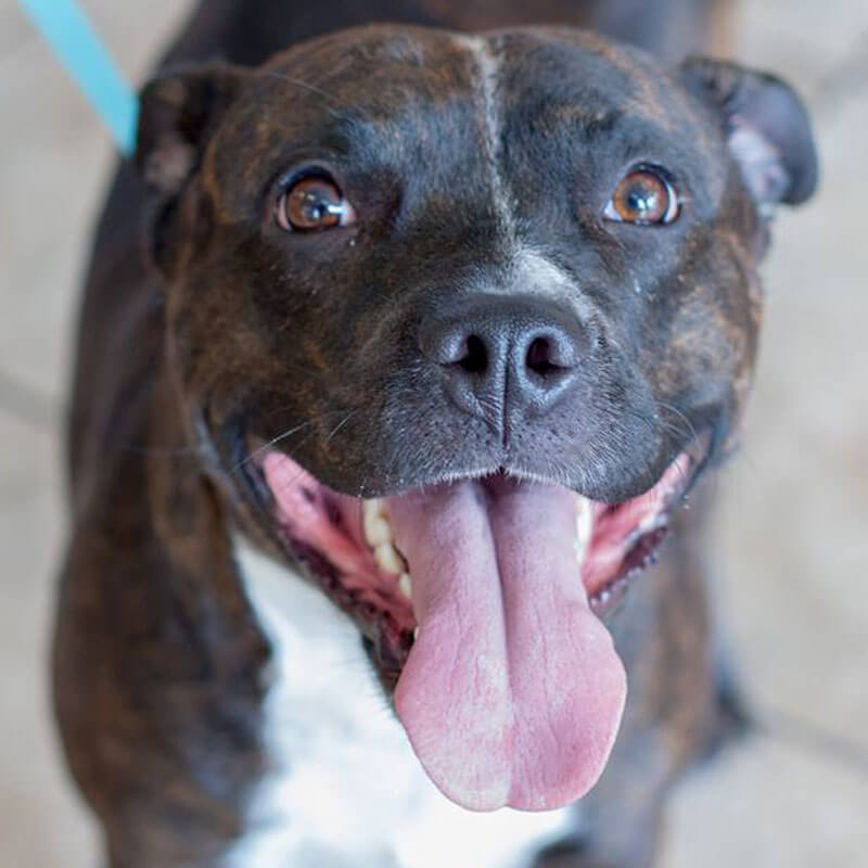 A happy dog after our dog teeth cleaning in Phoenix, AZ