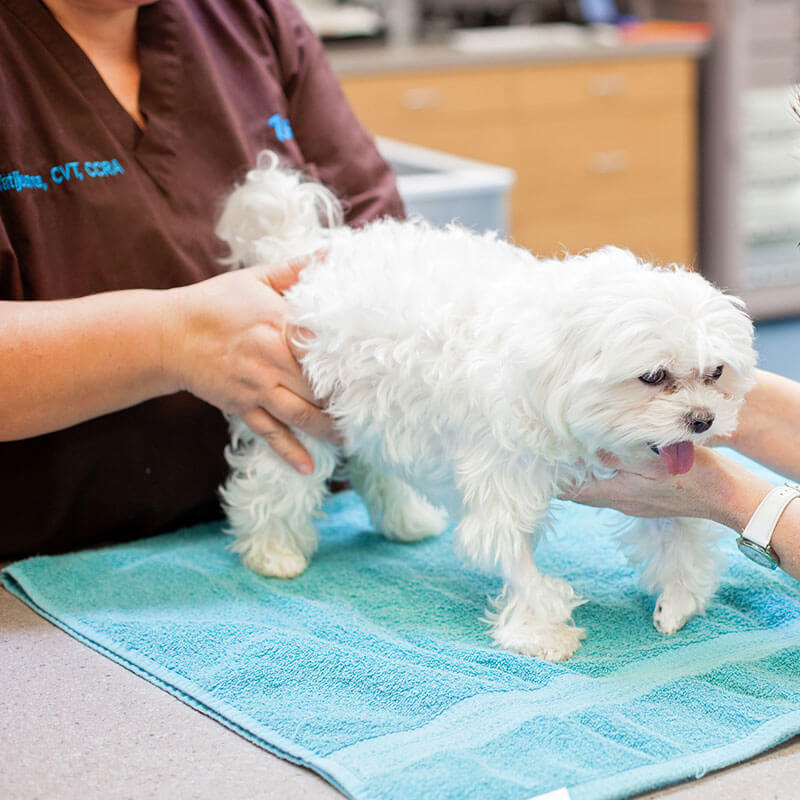 1st Pet Vet Patients-40