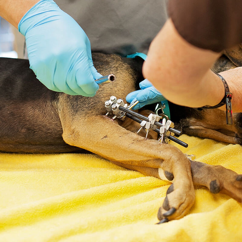 1st Pet Vet Patients-42
