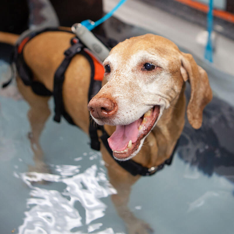 Hydrotherapy