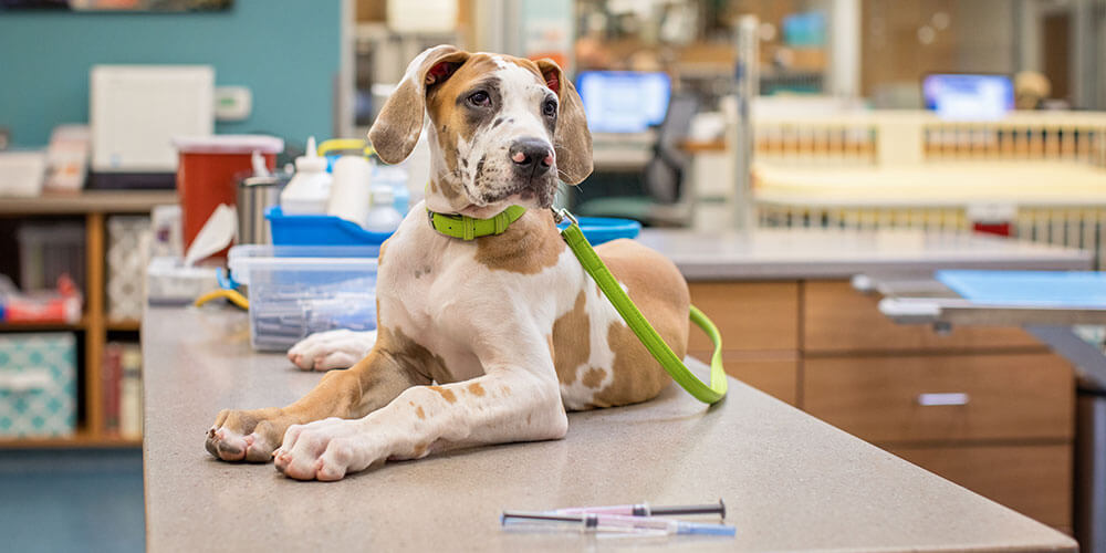 Vaccinations