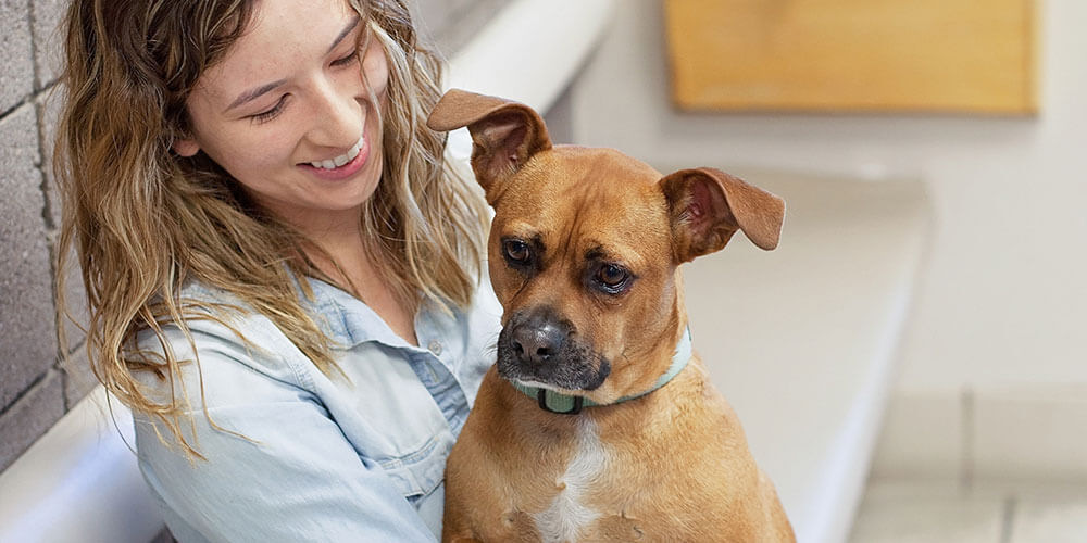 Appointments: 1st Pet Veterinary Centers