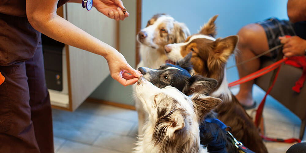 5 Human Foods That Are Harmful for Your Pet