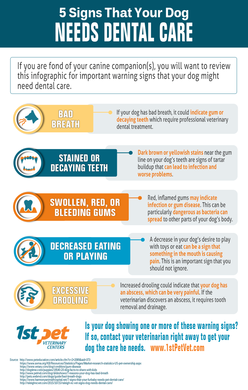 5 Signs That Your Dog Needs Denral Care