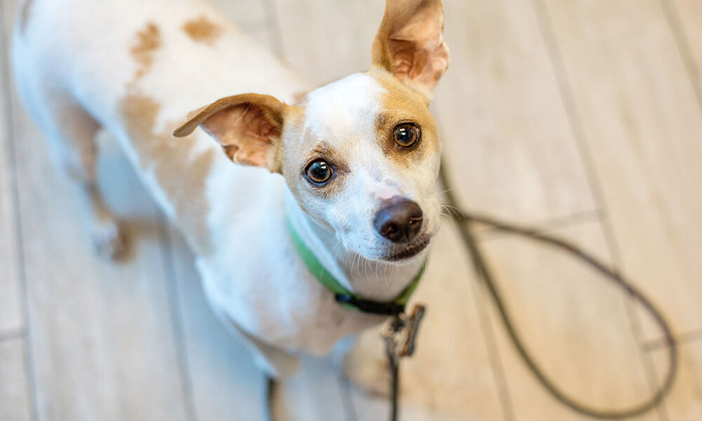 Canine Leptospirosis