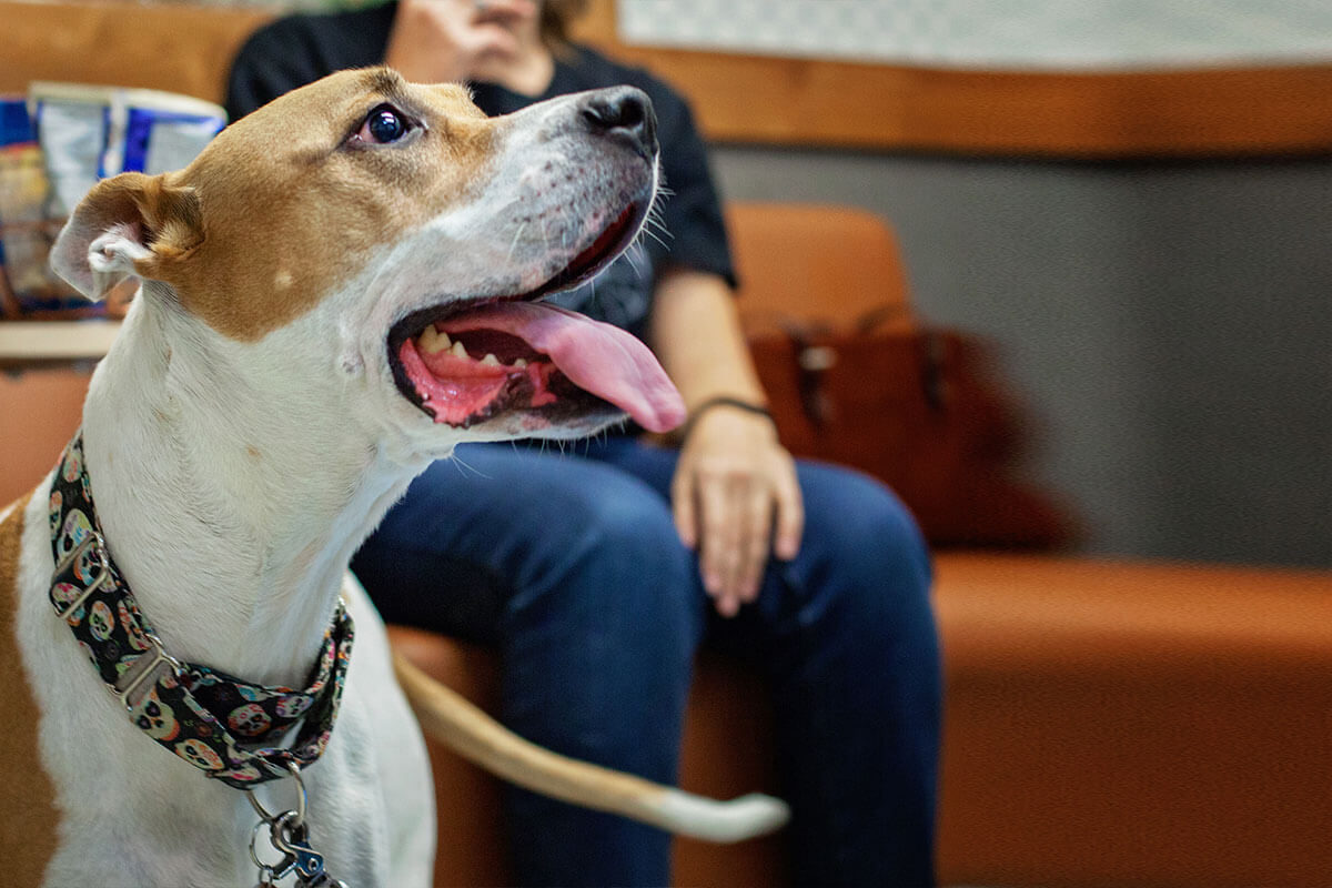 Background: 1st Pet Veterinary Centers