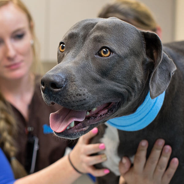 Donor Heroes: Clutch