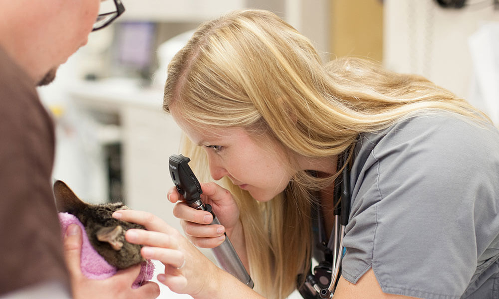 Dr. Kristie Stanton