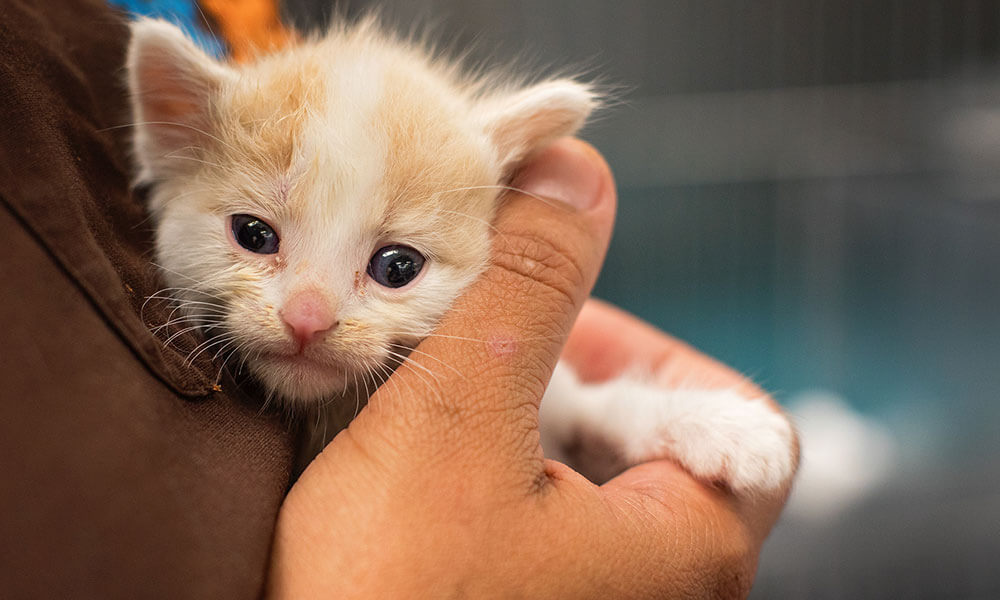 Introducing a New Kitten
