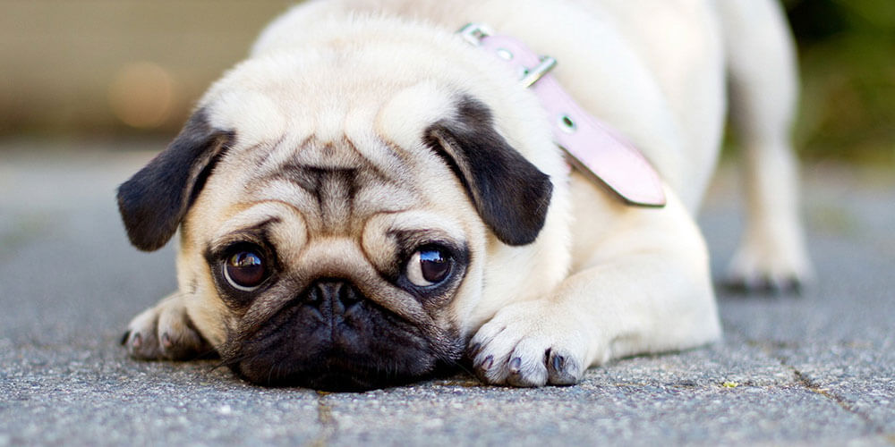 Stress Signals: What Every Dog Owner Should Know About Pet Anxiety: 1st Pet Veterinary Centers