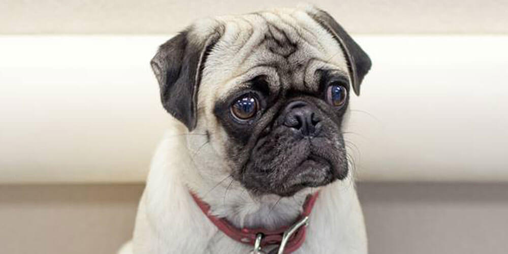 Allergies: 1st Pet Veterinary Centers