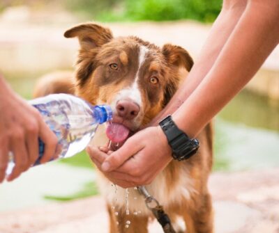 hydration